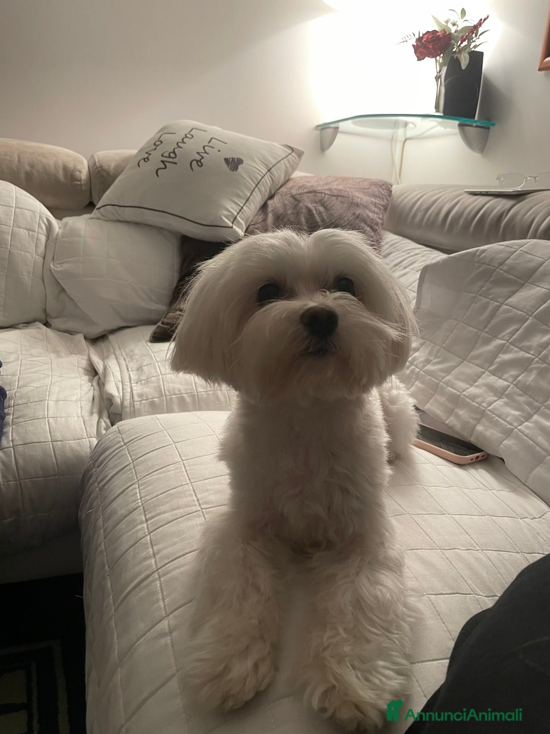 Maltese cani per accoppiamento: Cerco maltese femmina per Coco  - Annuncio 4