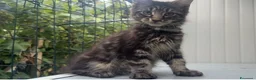 Maine Coon gatti in vendita: Cucciolo di maine coon dolcissimo  - Annuncio 5