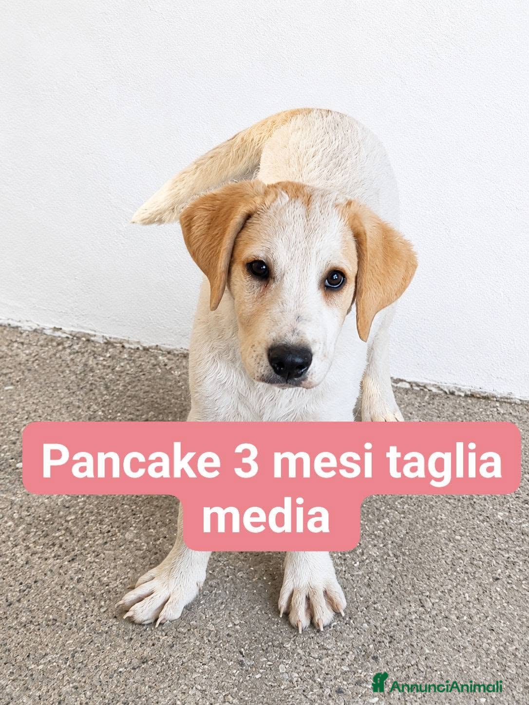 Meticcio cani Pancake - Annuncio 2