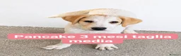 Meticcio cani in regalo: Pancake - Annuncio 1