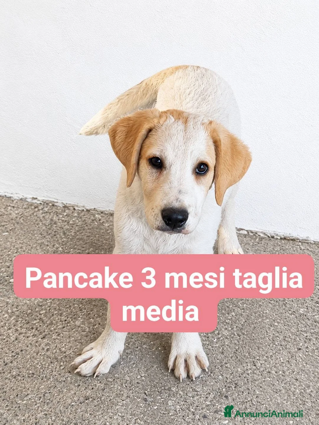 Meticcio cani in regalo: Pancake - Annuncio 1