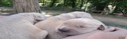 Golden Retriever cani in vendita: Cuccioli Golden Retriever Americano  a Provincia di Cremona - Annuncio 7