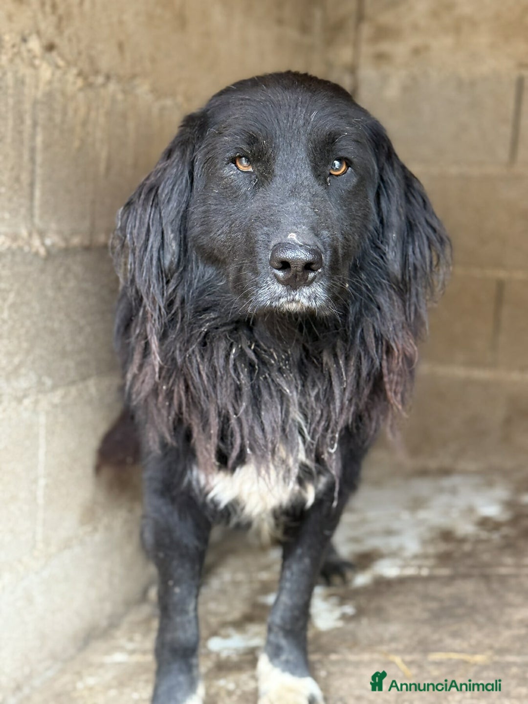 Meticcio cani in regalo: KUMBA, dolce cagnolone ignorato da tutti. - Annuncio 5