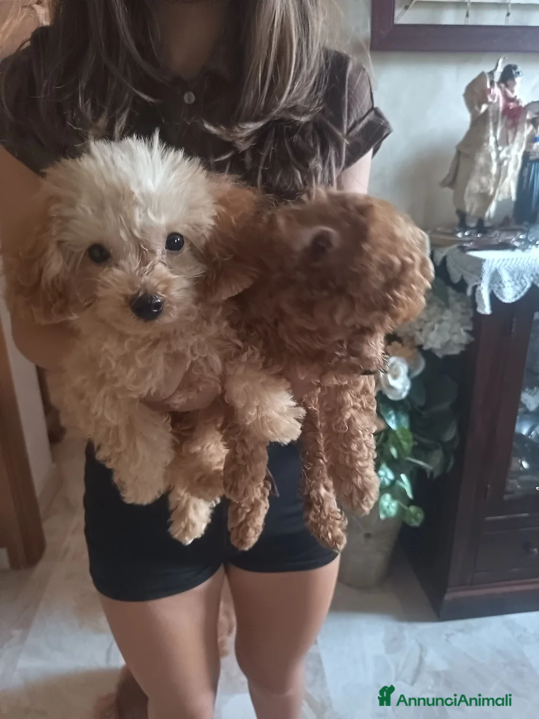 Barboncino cani in vendita: Barboncino mini - Annuncio 2