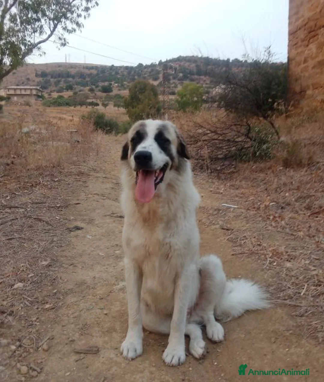 Meticcio cani in regalo: LUCA quanta solitudine! 40kg - Annuncio 1