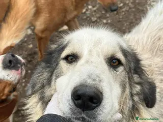 Meticcio cani GRISU', dolce gigante cerca famiglia! - Annuncio 2