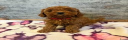 Cockapoo cani in vendita: Cuccioli di Cockapoo F2b disponibili - Annuncio 22