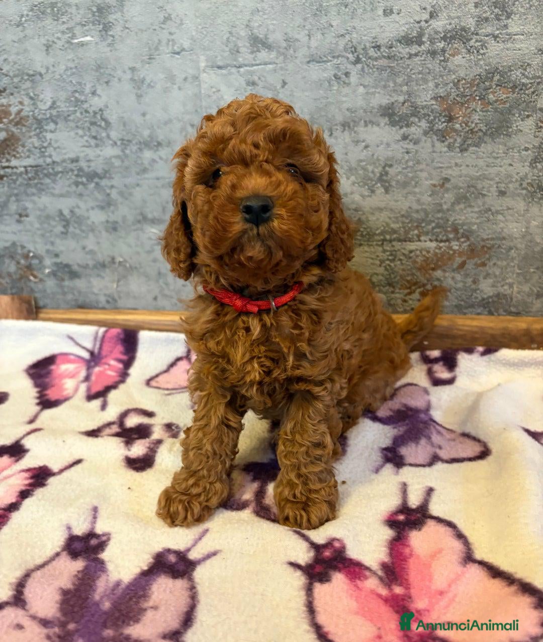 Cockapoo cani in vendita: Cuccioli di Cockapoo F2b disponibili - Annuncio 22
