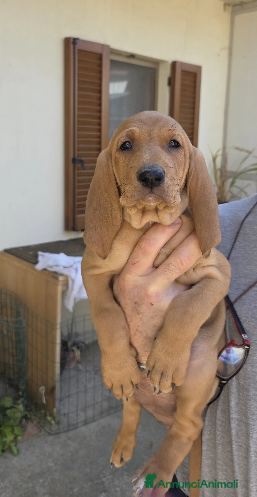 Segugio cani in vendita: Cuccioli di segugio italiano - Annuncio 14