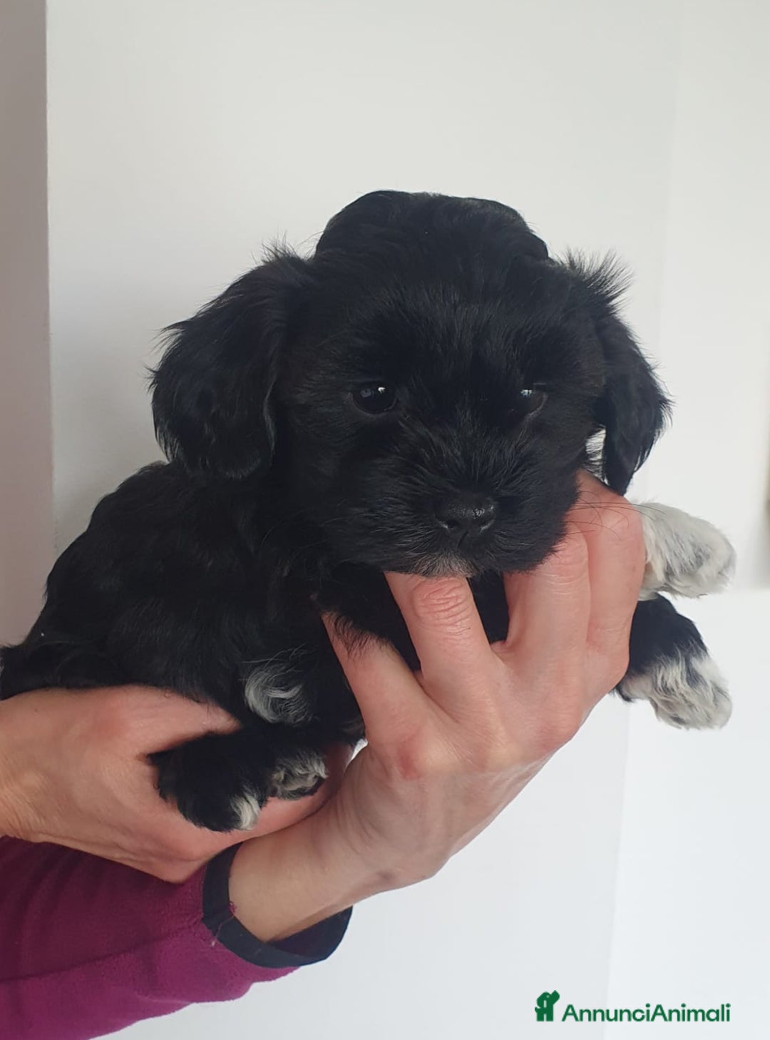 Bichon cani in vendita: CUCCIOLI BICHON HAVANAIS - Annuncio 3