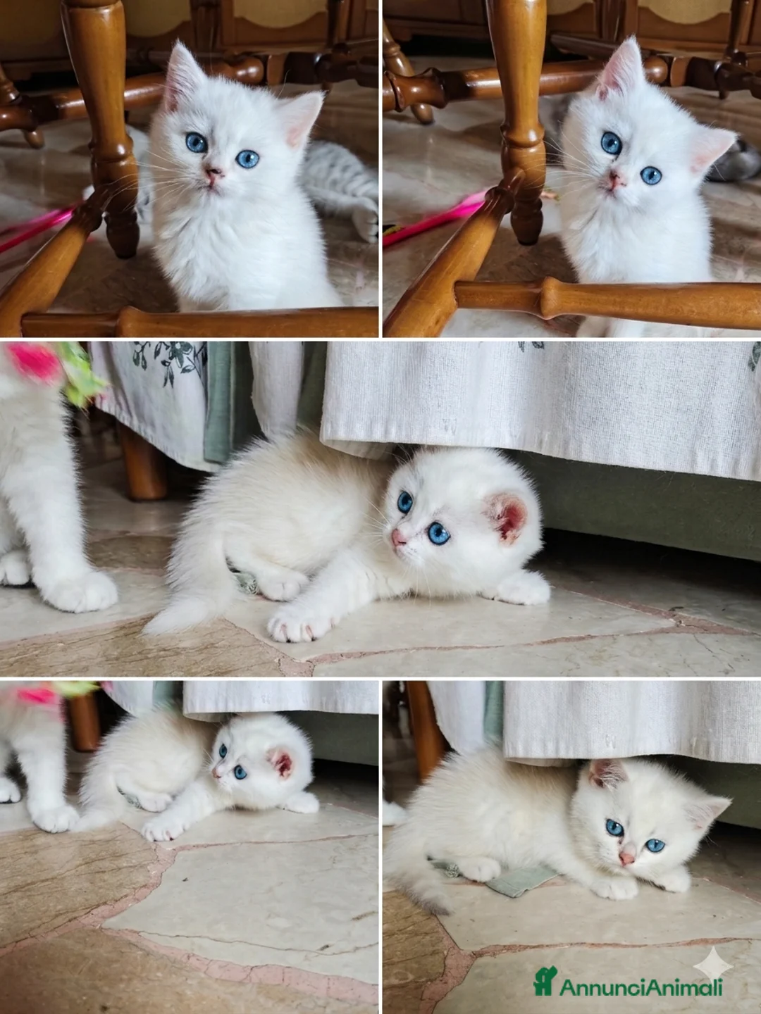 British gatti in vendita: Cuccioli black silver  a Provincia di Padova - Annuncio 5