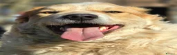 Meticcio cani in regalo: QUINCY HA BISOGNO DI UNA SVOLTA ALLA SUA VITA - Annuncio 2