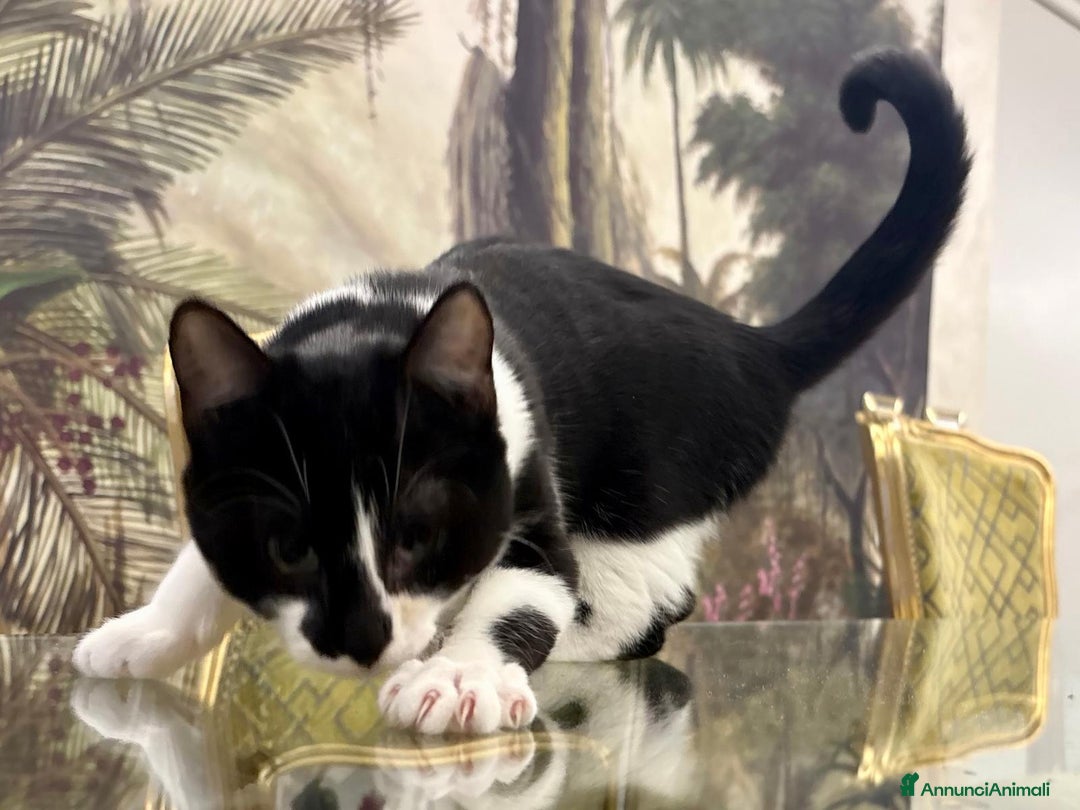 Europeo gatti in regalo: Mya e Mimì, nessuno le vuole - Annuncio 3