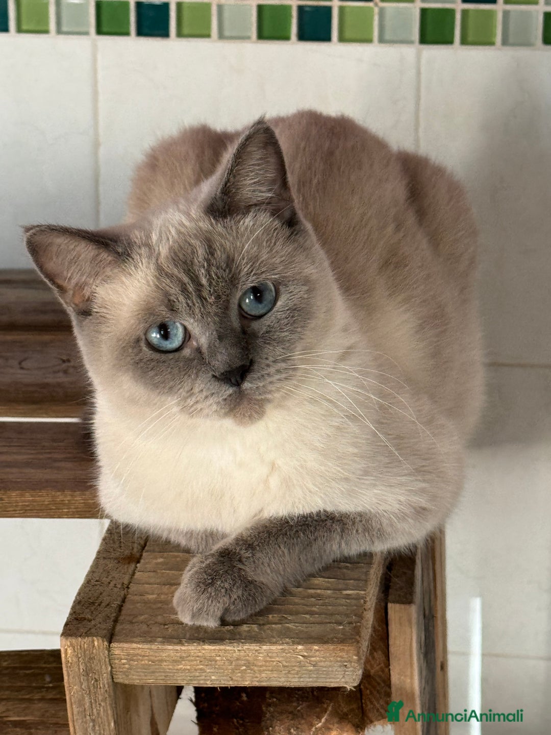 Scottish gatti in vendita: Tenerissimi Scottish con pedigree  - Annuncio 4