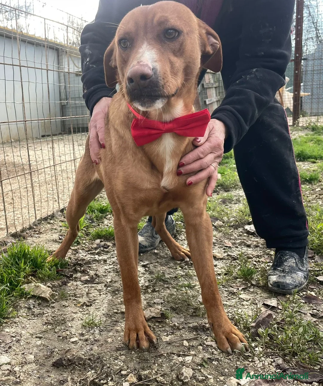 Meticcio cani in regalo: TENERISSIMO CORFU' a Città metropolitana di Roma Capitale - Annuncio 4