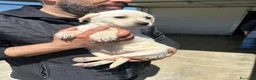 Meticcio cani in regalo: LANA, LUNA, LENA E LILLO - Annuncio 2