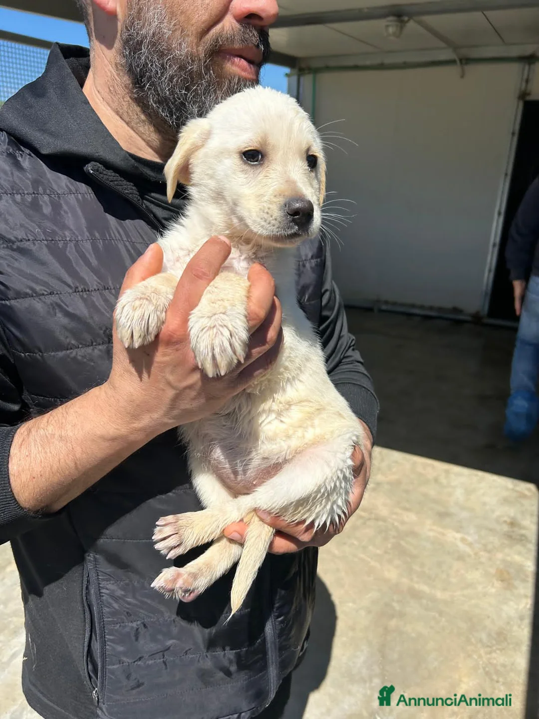Meticcio cani in regalo: LANA, LUNA, LENA E LILLO - Annuncio 2