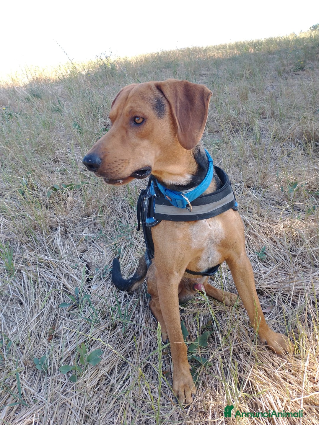 Segugio cani in regalo: Segugio 15/18mesi veniva cacciato a calci.MOLISE a Città metropolitana di Milano - Annuncio 3