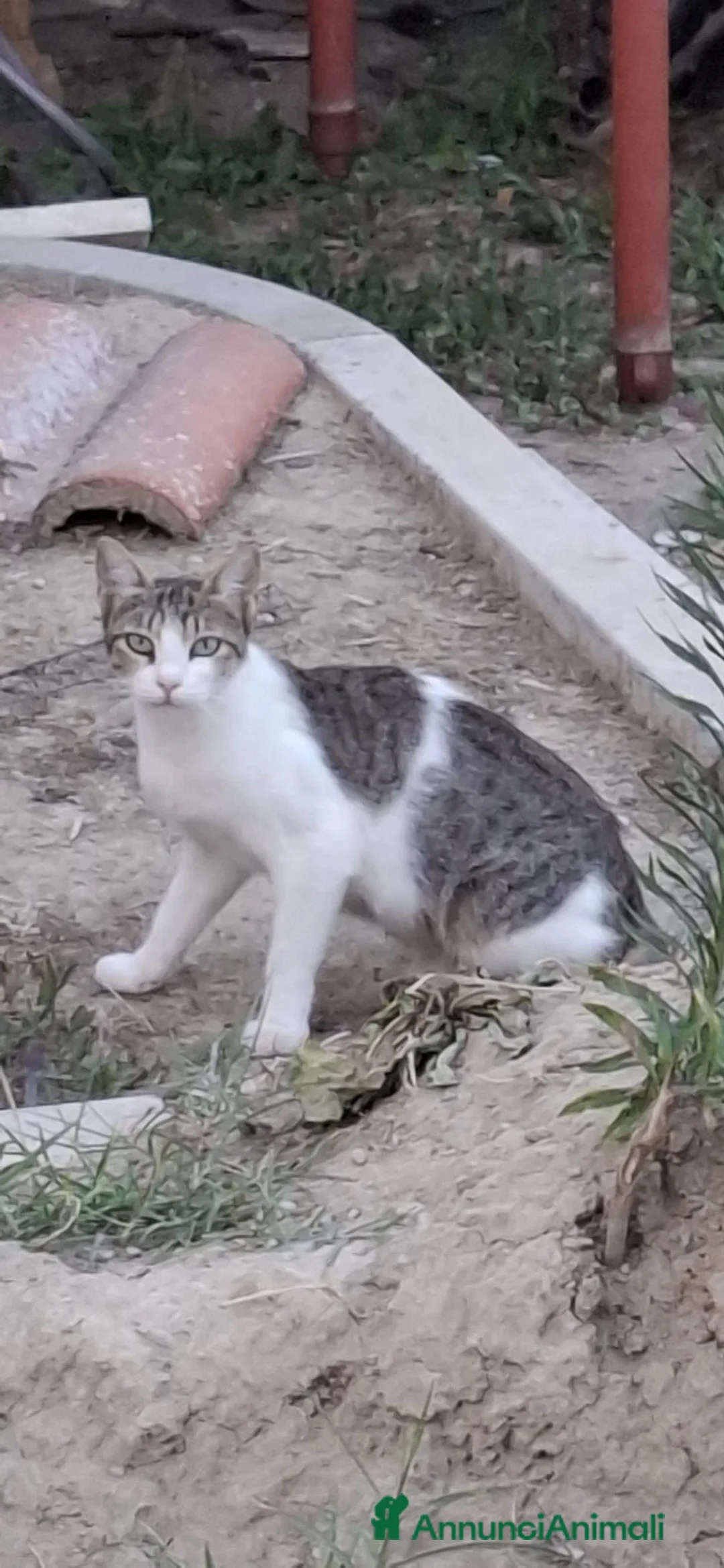 Meticcio gatti in regalo: 3mici 3mesi e 1/2( e mamma) da salvare! VOGHERA PV - Annuncio 8