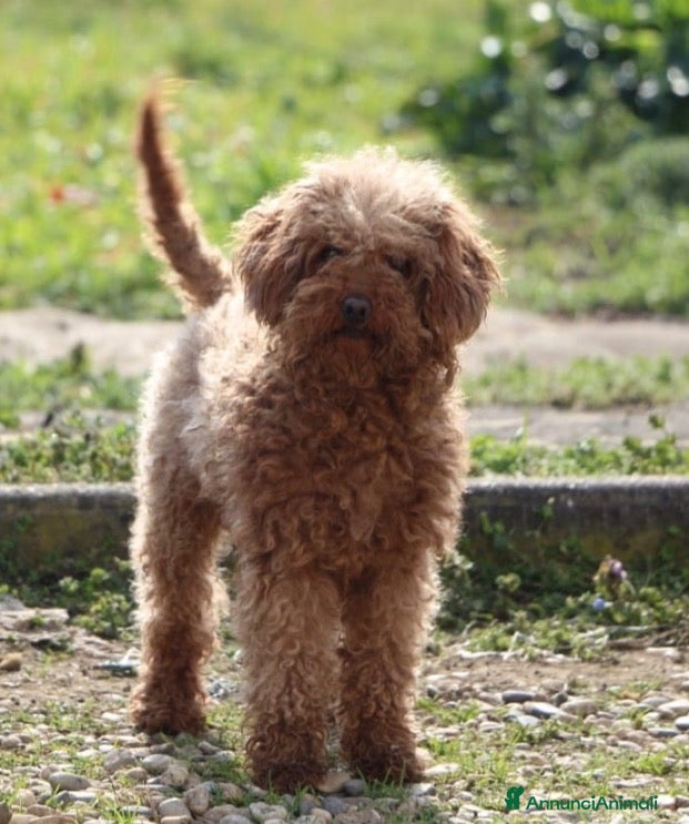 Barboncino cani Barboncino femmine - Annuncio 2