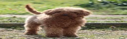 Barboncino cani in vendita: Barboncino femmine a Città metropolitana di Milano - Annuncio 1