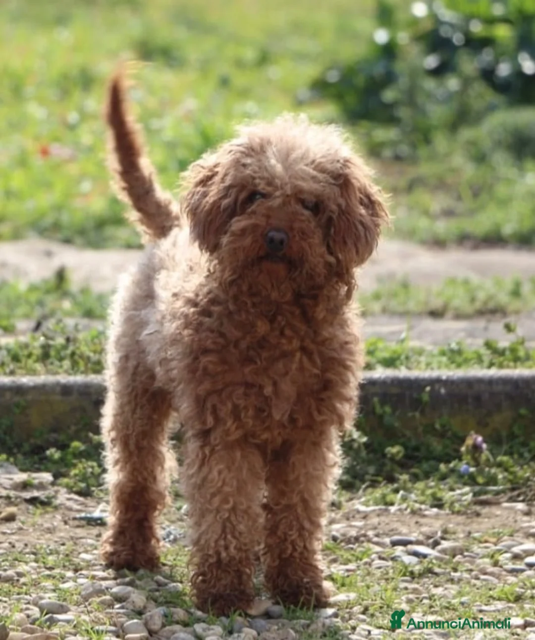 Barboncino cani in vendita: Barboncino femmine a Città metropolitana di Milano - Annuncio 1