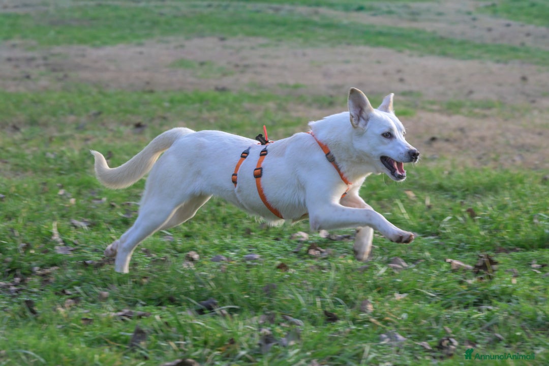 Meticcio cani in regalo: CHERRY, cucciolona vivace e socievole - Annuncio 5