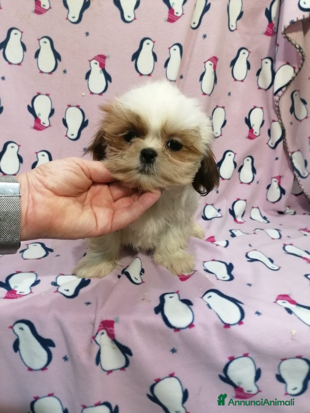 Shih Tzu cani in vendita: Shih Tzu Imperiale cucciola femmina - Annuncio 5