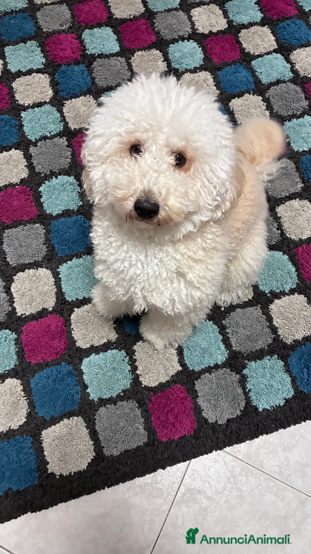 Barboncino cani per accoppiamento: Ares barboncino nano  - Annuncio 8