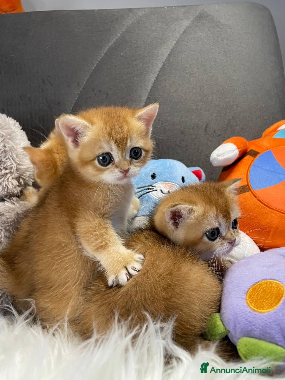 Scottish gatti Gattini Scottish e British  - Annuncio 27