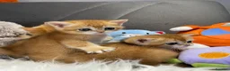 Scottish gatti in vendita: Gattini Scottish e British  - Annuncio 1