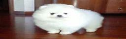 Spitz cani in vendita: Spitz di Pomerania  - Annuncio 9