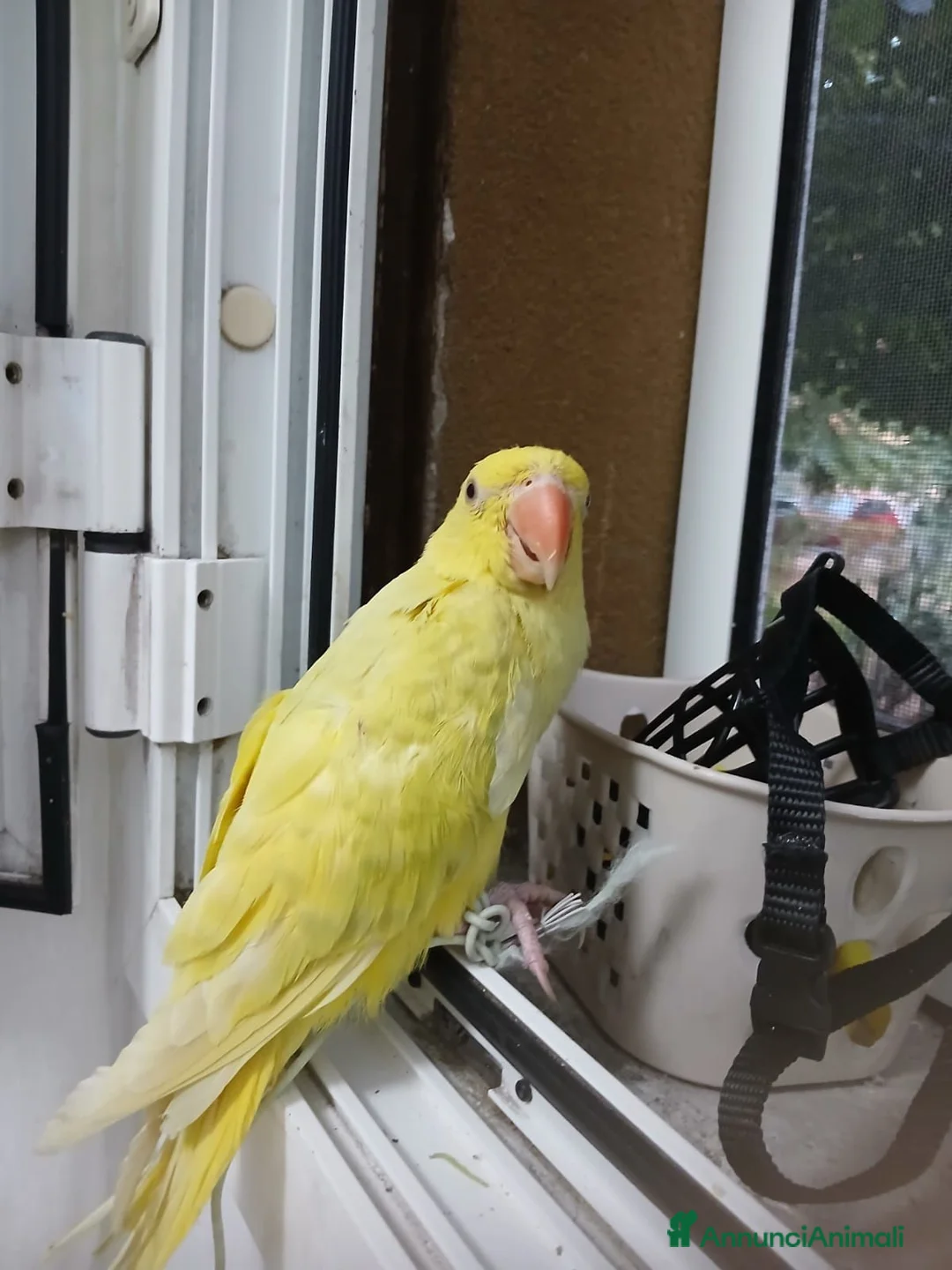 Meticcio cani in vendita: Parrochetto dal collare  a Provincia di Piacenza - Annuncio 2