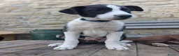 Border Collie cani in vendita: Cuccioli border collie a pelo corto  a Città Metropolitana di Bologna - Annuncio 10