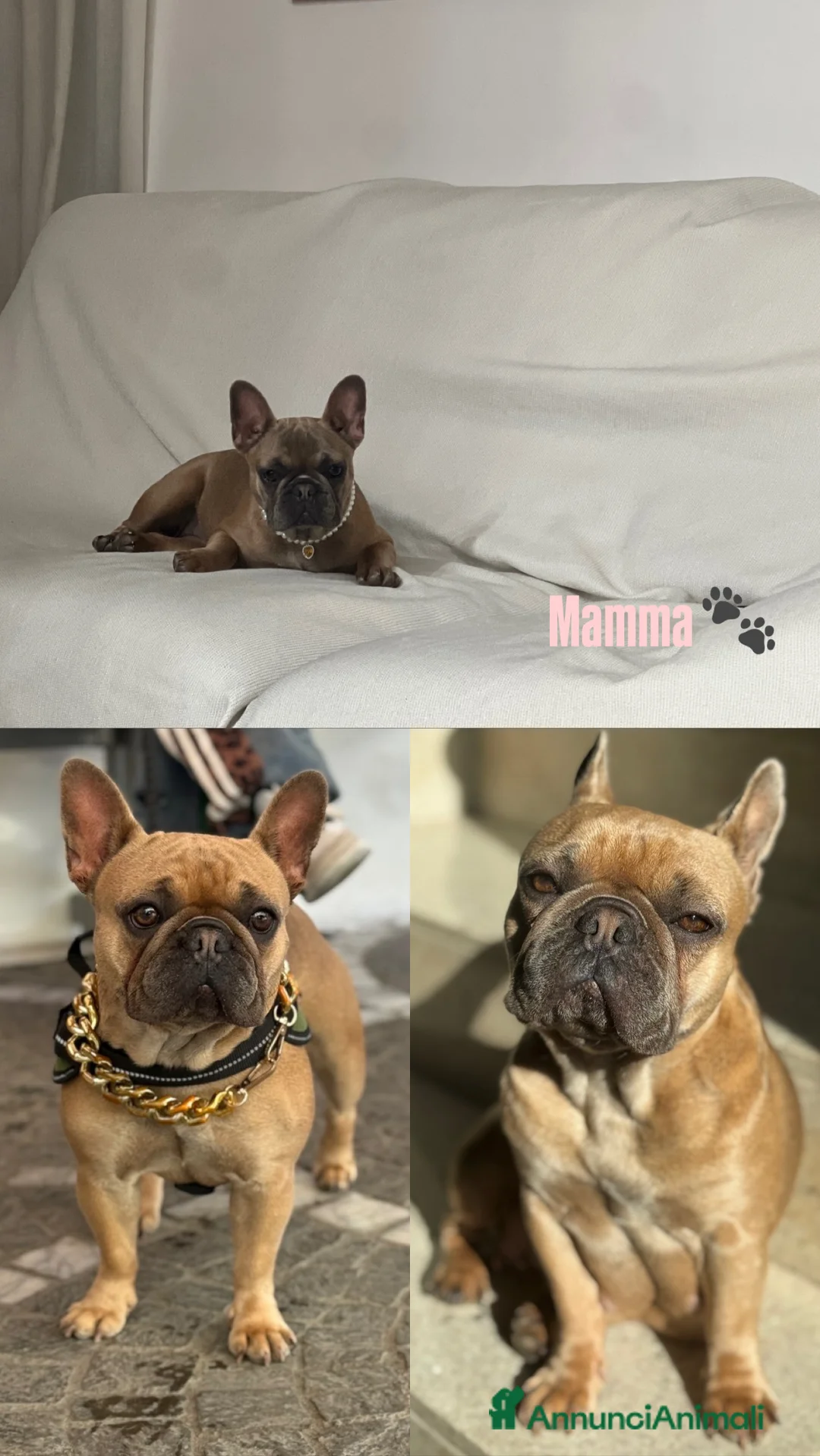 Bulldog Francese cani in vendita: Cuccioli di Bulldog Francese - Annuncio 1