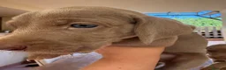 Weimaraner cani in vendita: Cuccioli di Weimaraner per ENCI – Disponibili a Libero consorzio comunale di Trapani - Annuncio 5