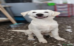 Meticcio cani in regalo: Giotto in adozione a Provincia di Taranto - Immagine 2