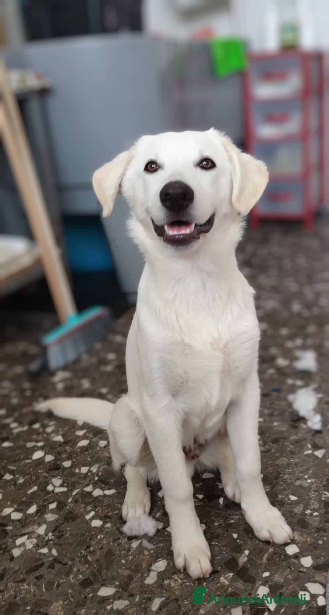 Meticcio cani in regalo: Giotto in adozione a Provincia di Taranto - Immagine 2