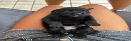 Labrador cani in vendita: Cuccioli Labrador nero a Città Metropolitana di Napoli - Annuncio 2