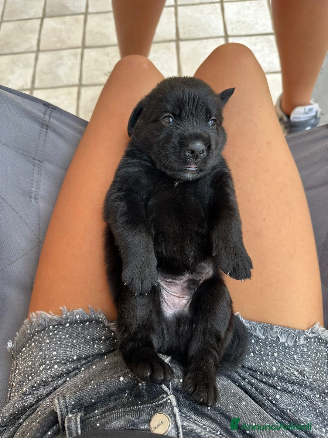 Labrador cani in vendita: Cuccioli Labrador nero a Città Metropolitana di Napoli - Annuncio 2