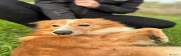 Meticcio cani in regalo: RICKY 💙 11 kg di bontà a Provincia di Pistoia - Annuncio 3