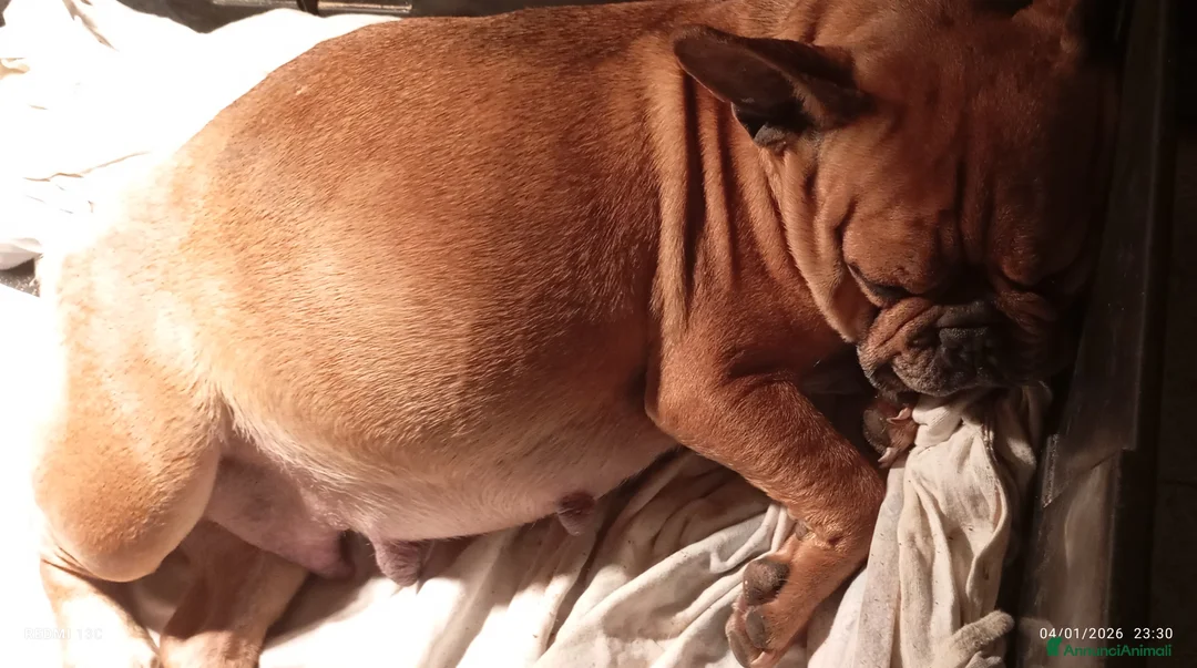 Bulldog Francese cani in vendita: Bouledogue Francese  - Annuncio 6