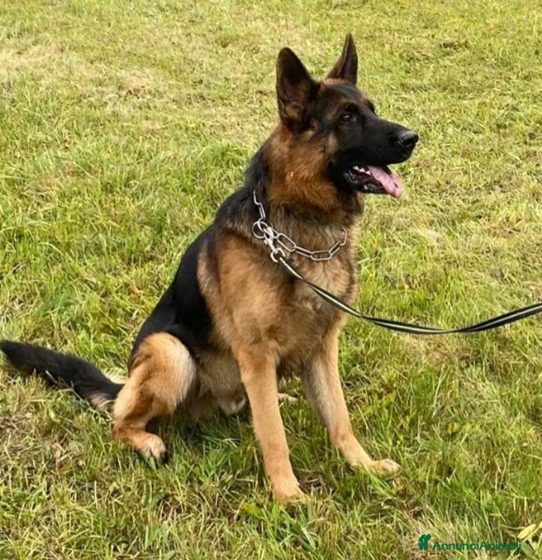 Pastore Tedesco cani in vendita: Cucciolo di pastore tedesco  - Annuncio 4