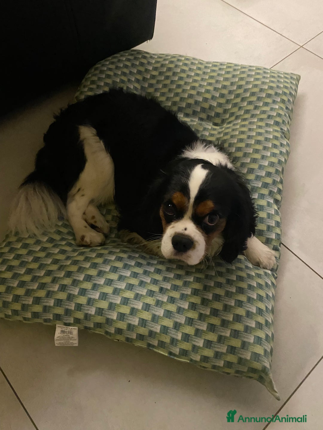 Cavalier King cani in regalo: Cavalier King Charles Spaniel - Annuncio 9