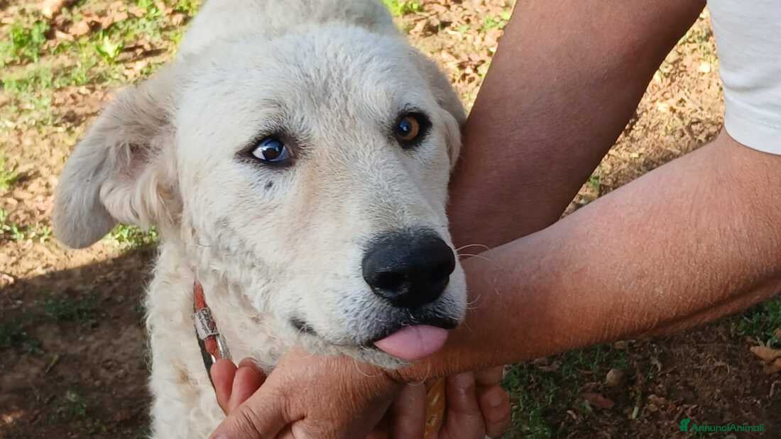 Meticcio cani MIMMO PRESO A BASTONATE HA BISOGNO DI UNA CASA - Annuncio 10