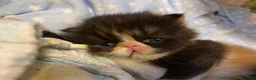Persiano gatti in vendita: gattini persiani - Annuncio 2