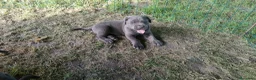 Cane Corso cani in vendita: Splendidi cuccioli di Cane Corso  a Provincia di Padova - Annuncio 7