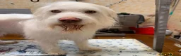 Meticcio cani in regalo: BUTTATO VIA DALLA SUA FAMIGLIA  a Città Metropolitana di Bologna - Annuncio 5