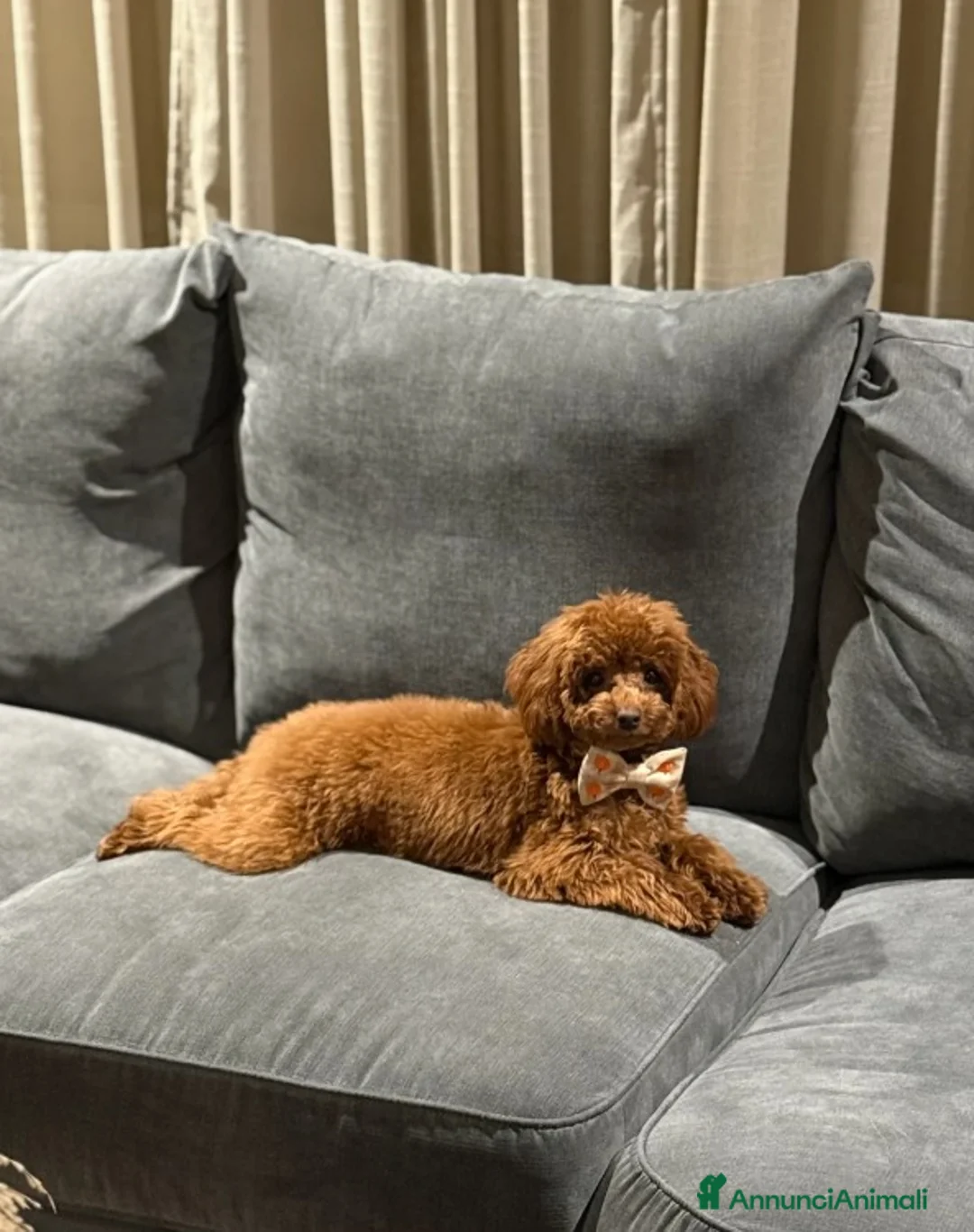 Barboncino Toy cani in vendita: Cuccioli di barboncino Toy rosso asiatico Toy barb - Annuncio 21