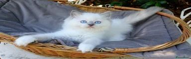 Ragdoll 1